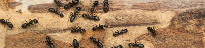 carpenter-ants