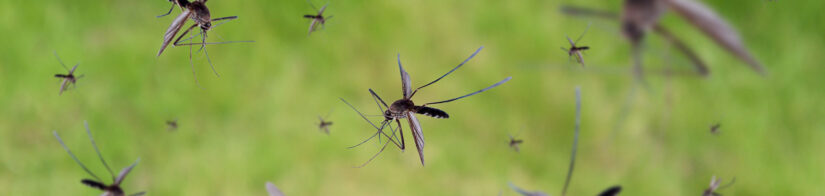 mosquitoes flying in a field, highlighting the need for effective mosquito pest control