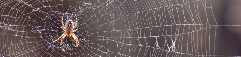 spider-and-web