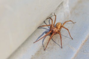 Local Spider exterminator