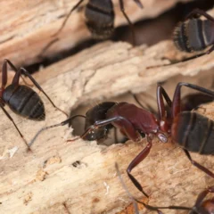 A cluster of carpenter ants crawling on a wooden surface