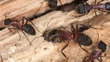 A cluster of carpenter ants crawling on a wooden surface