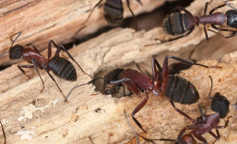 A cluster of carpenter ants crawling on a wooden surface