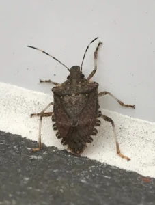 A brown stink bug crawls on a surface