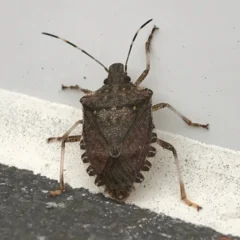 A brown stink bug crawls on a surface