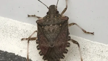 A brown stink bug crawls on a surface