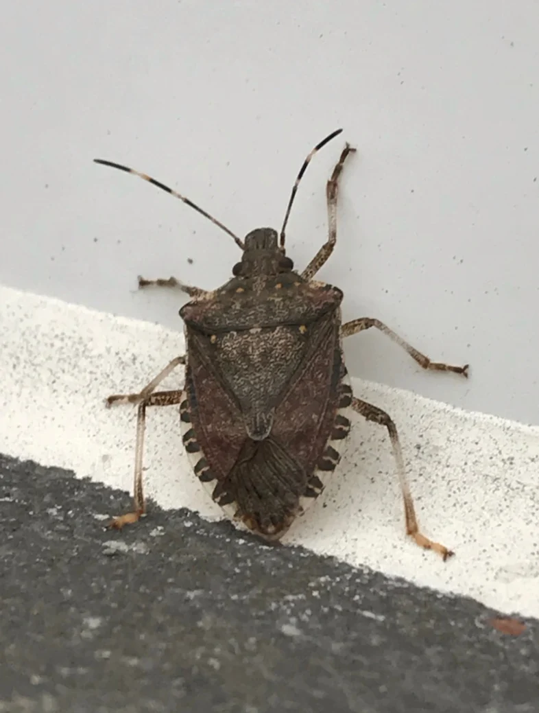 A brown stink bug crawls on a surface