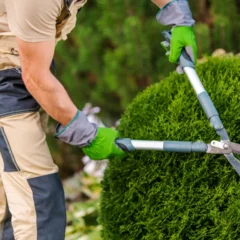 A man trims shrubs with scissors to keep pests away.