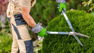 A man trims shrubs with scissors to keep pests away.