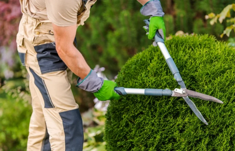 A man trims shrubs with scissors to keep pests away.