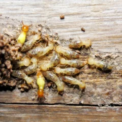 Termites on wood, emphasizing the importance of fall pest control to prevent damage.