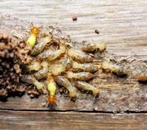 Termites on wood, emphasizing the importance of fall pest control to prevent damage.