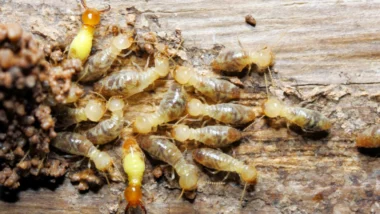 Termites on wood, emphasizing the importance of fall pest control to prevent damage.