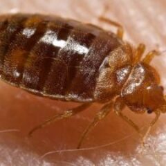 A bed bug on top of a person's skin.