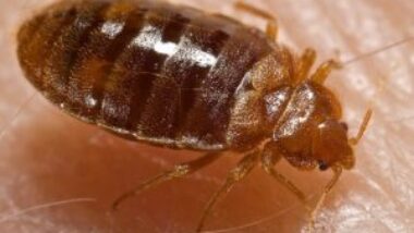 A bed bug on top of a person's skin.