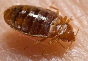 A bed bug on top of a person's skin.