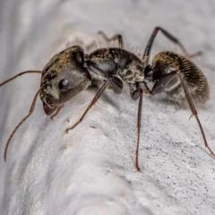 carpenter ant found in Milwaukee