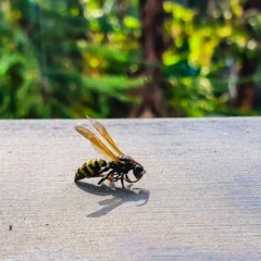 yellow jacket wasp on a surface