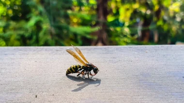 yellow jacket wasp on a surface