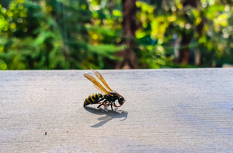 yellow jacket wasp on a surface