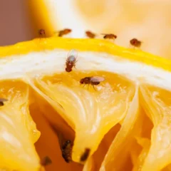 fruit flies on a slice of lemon