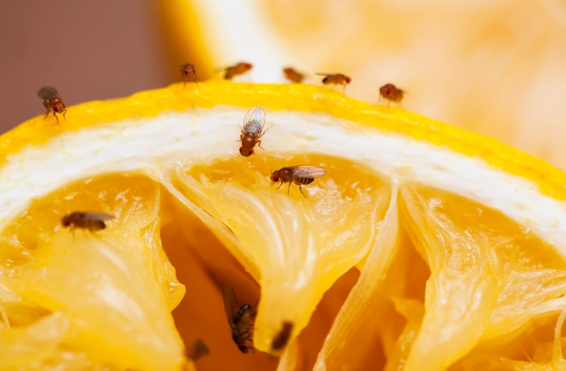 fruit flies on a slice of lemon