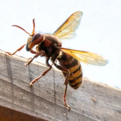 murder hornet on a wood