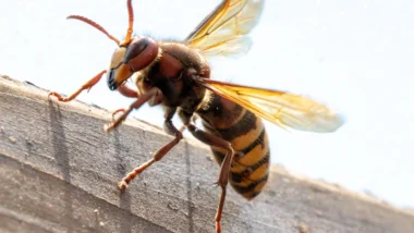 murder hornet on a wood