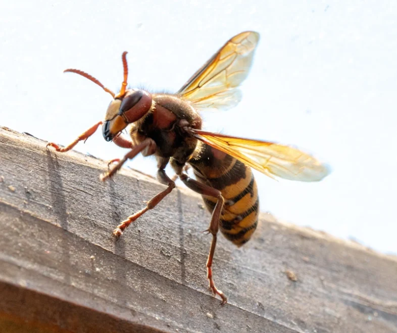 murder hornet on a wood