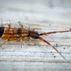 springtails on a white surface