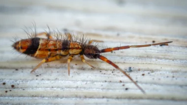 springtails on a white surface