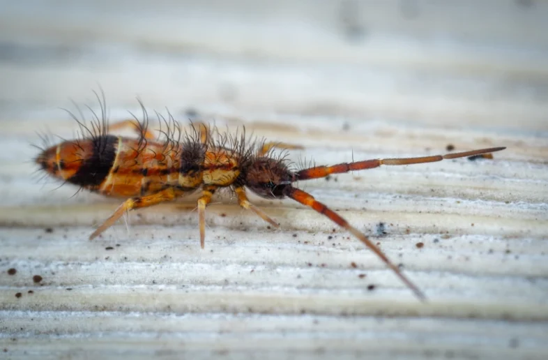 springtails on a white surface