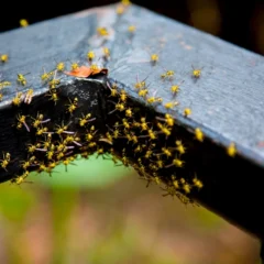 yellow jacket wasp insect