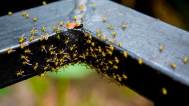 yellow jacket wasp insect