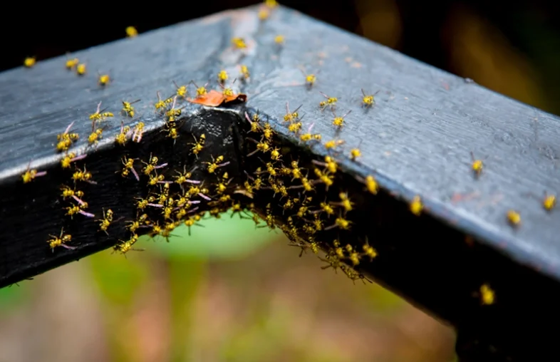 yellow jacket wasp insect