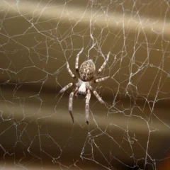 house spider in Milwaukee