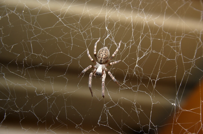 house spider in Milwaukee