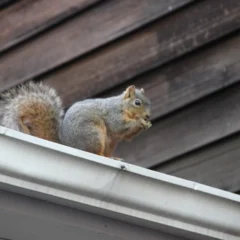 Squirrel on the roof, animals in Milwaukee Attics