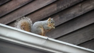 Squirrel on the roof, animals in Milwaukee Attics