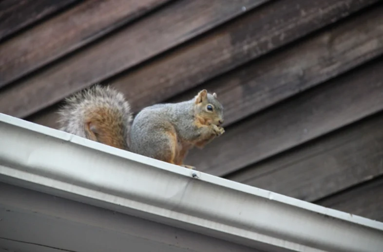 Squirrel on the roof, animals in Milwaukee Attics