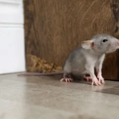 mice near a wooden wall