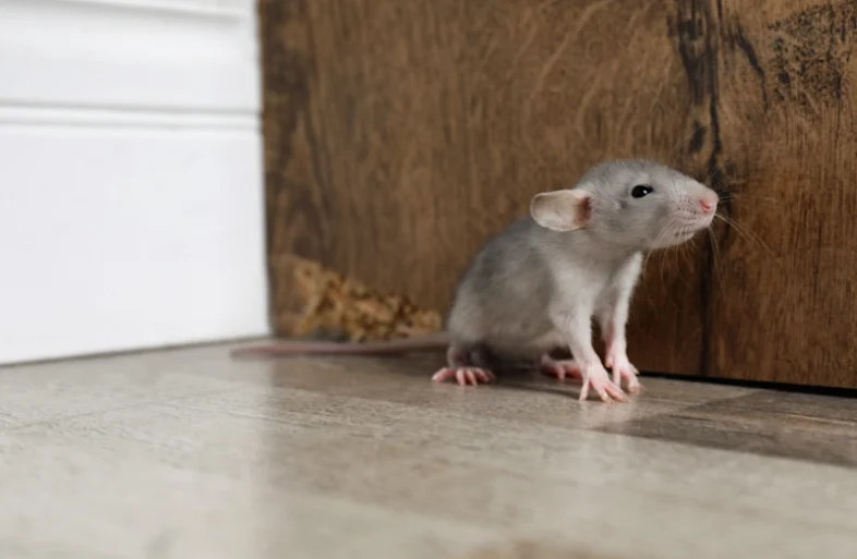 mice near a wooden wall