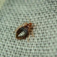 bed bug milwaukee crawling on the sheet