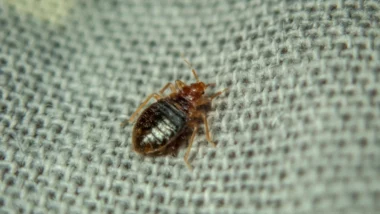 bed bug milwaukee crawling on the sheet