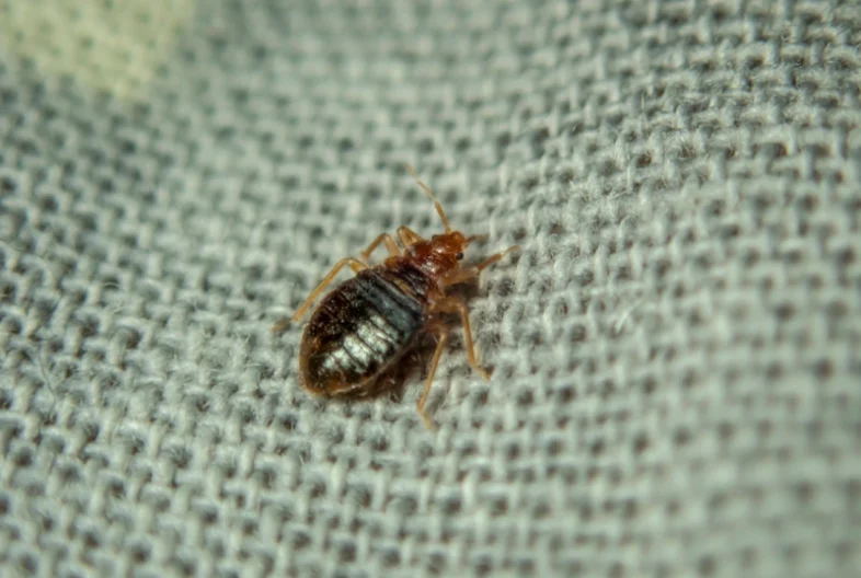 bed bug milwaukee crawling on the sheet