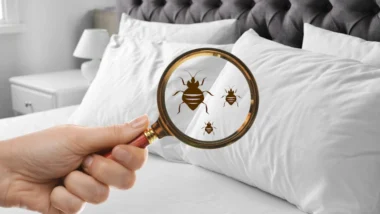 a hand holding a magnifying glass over a bed checking for bed bugs