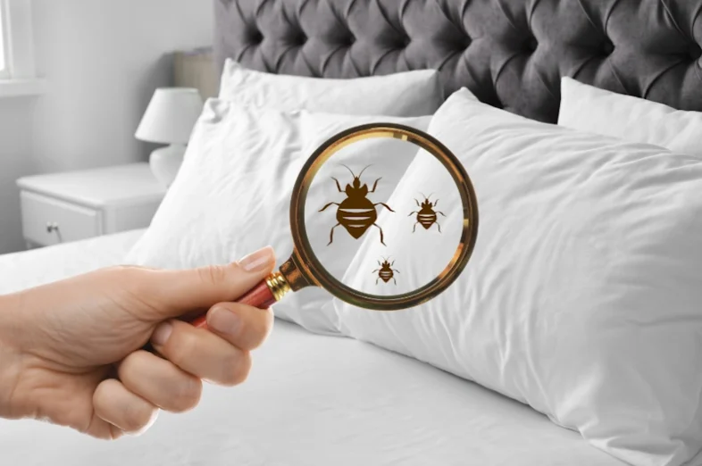 a hand holding a magnifying glass over a bed checking for bed bugs