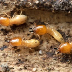 a group of termites on a piece of wood