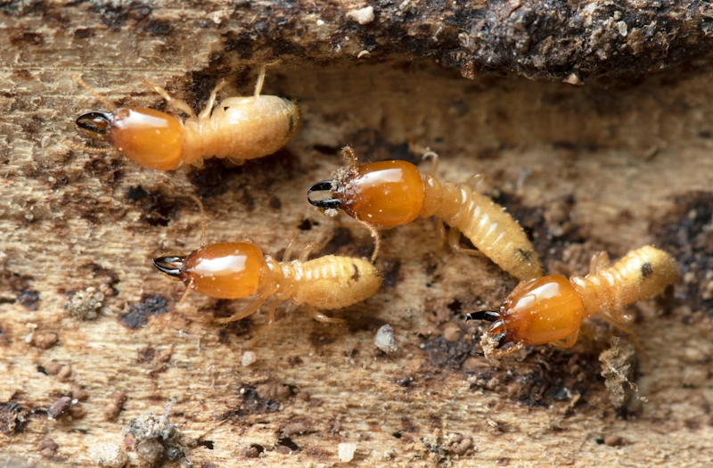 a group of termites on a piece of wood