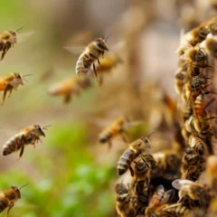 Bees swarm around a hive in Bee Extermination Milwaukee